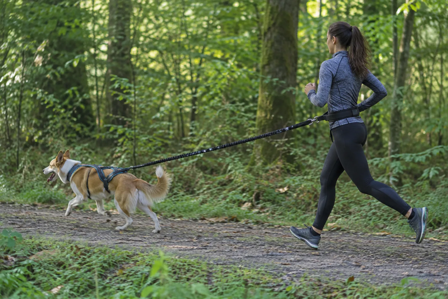 Un coureur relié par une ligne élastique à un chien équipé d’un harnais sur un chemin forestier.